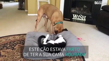 Cão expulsa gato e reconquista a sua cama!