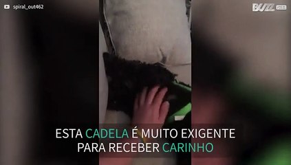 Cadelinha pede carinho de um jeito inusitado