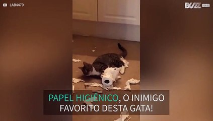 Gata adora destruir papel higiênico!