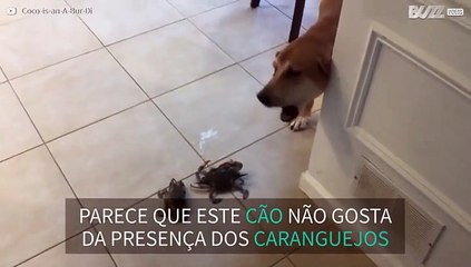 Cão sente-se ameaçado por caranguejos