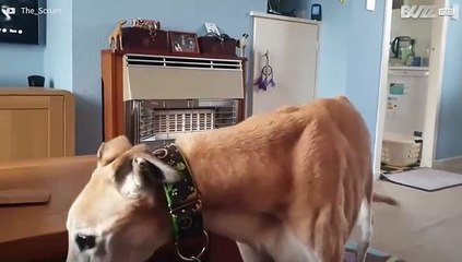 Cadela ladra silenciosamente para chamar a atenção