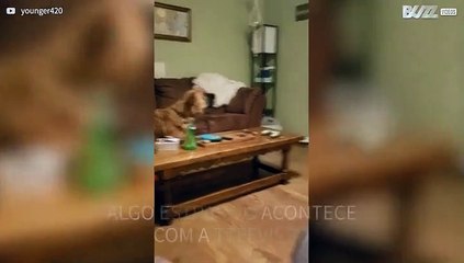 Cão fica confuso com o seu reflexo na televisão