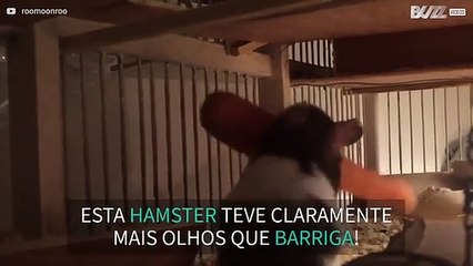 Hamster luta contra cenoura
