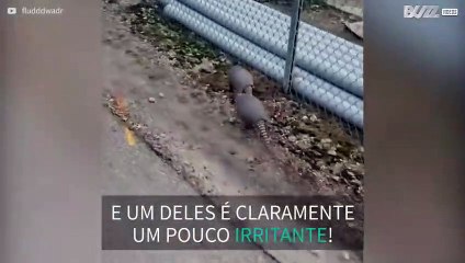 Tatu não consegue deixar amigo em paz!
