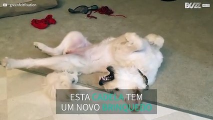 Cadela não sabe como lidar com a sua própria cauda!