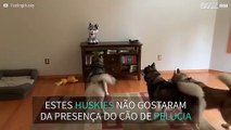 Três huskies ficam confusos com cão de pelúcia