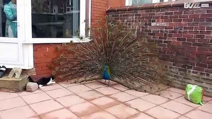 Gato adora brincar com o pavão do vizinho!
