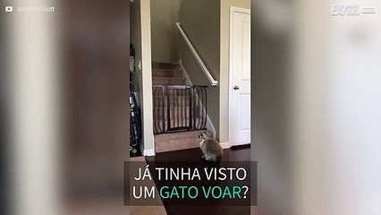 Gato pula por cima de grade com muita elegância