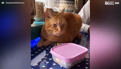 Gato "defende" maço de cigarros com os dentes!