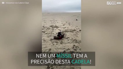 Um choque frontal entre salsichas!