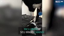 Gato adora atazanar o seu irmão canino!