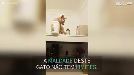 Gato mostra o seu lado malvado