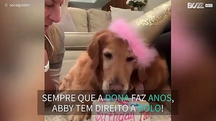 Cadela recebe bolo sempre que a dona faz anos!