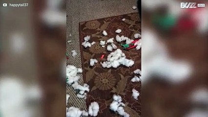 Este cão está com cara de quem fez besteira!