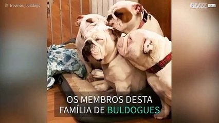 Mãe buldogue recebe carinho da família