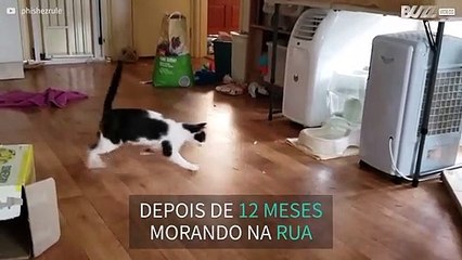 Gata se diverte brincando com laser!