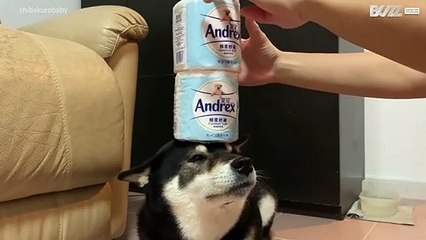 Cão talentoso equilibra rolos de papel higiênico na cabeça
