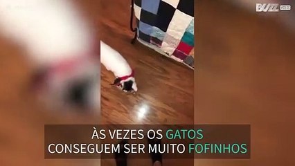 Gato mostra quem manda em casa!