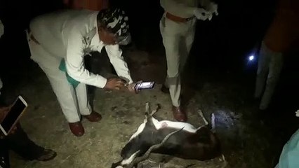 काले हिरण की गोली मारकर किया शिकार, ग्रामीणों ने देखा तो भाग गए शिकारी
