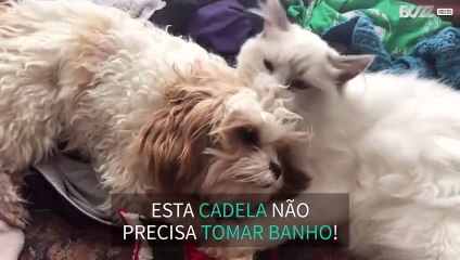 Gato adora dar banho em sua amiga cadela!