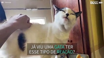 Gata reage de forma estranha a carinho nas costas