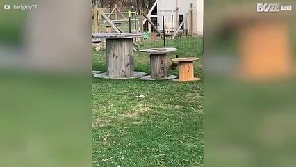 Ganso bebé aterroriza patos!