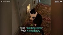 Gato diverte-se com portinha para animais