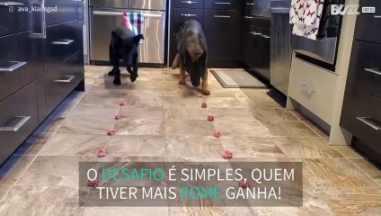 Cachorros competem para ver quem come mais depressa!