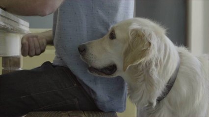 Can Dogs Eat Grapes?