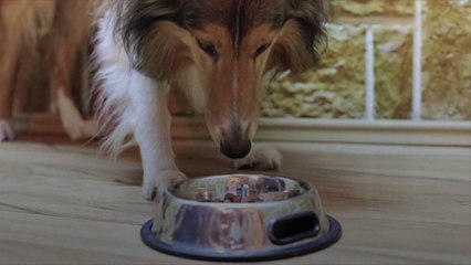 Can Dogs Eat Peanuts?