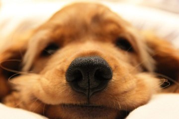 Why Is My Dog's Nose Dry?