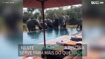 Família de elefantes se junta para beber água em piscina