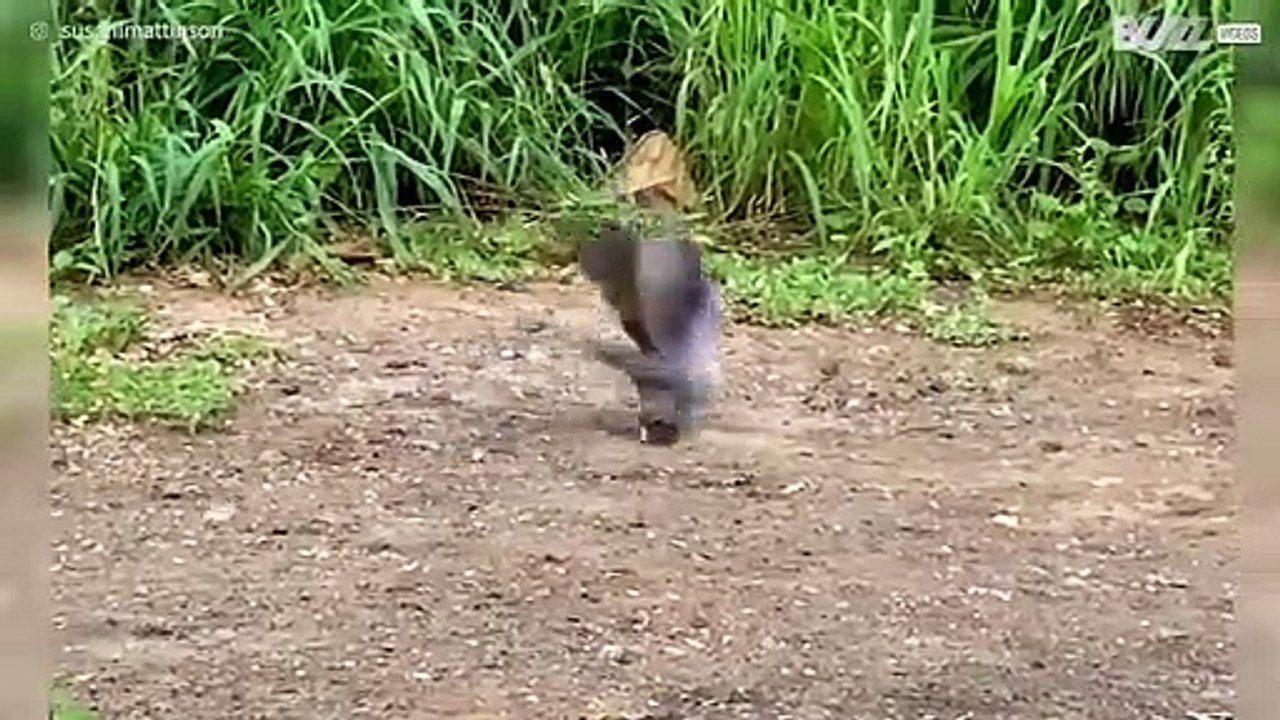 Gato mostra que não esqueceu do instinto selvagem