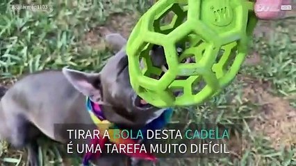 Nem a dormir esta cadela não larga a bola