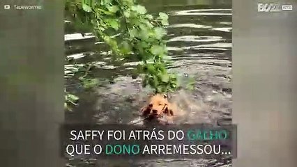 Cadela tenta pegar galho direto da árvore
