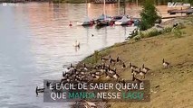 Cisne espanta grupo de gansos em lago