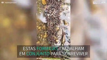 Impressionante: Formigas de fogo criam jangada!