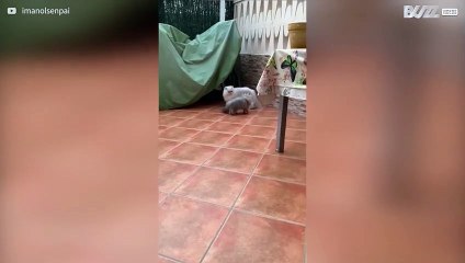 Gata mostra dotes de parkour durante perseguição