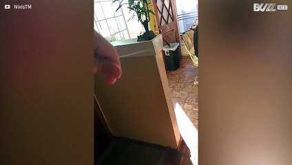 Mosca voa contra cabelo e sai de lá com 'coleira'