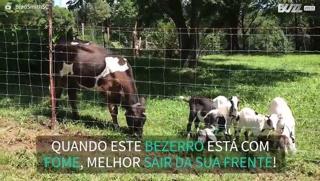 Bezerro abalroa cabras para passar -1