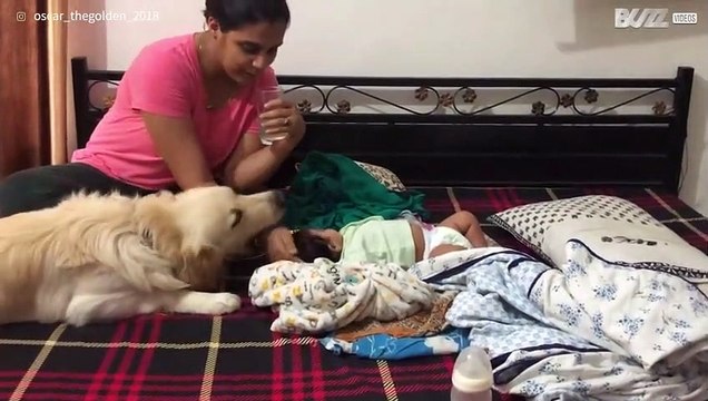 Cão não controla os ciúmes que sente pela nova bebê!