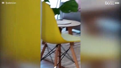 Dono encontra cadela dormindo de forma assustadora