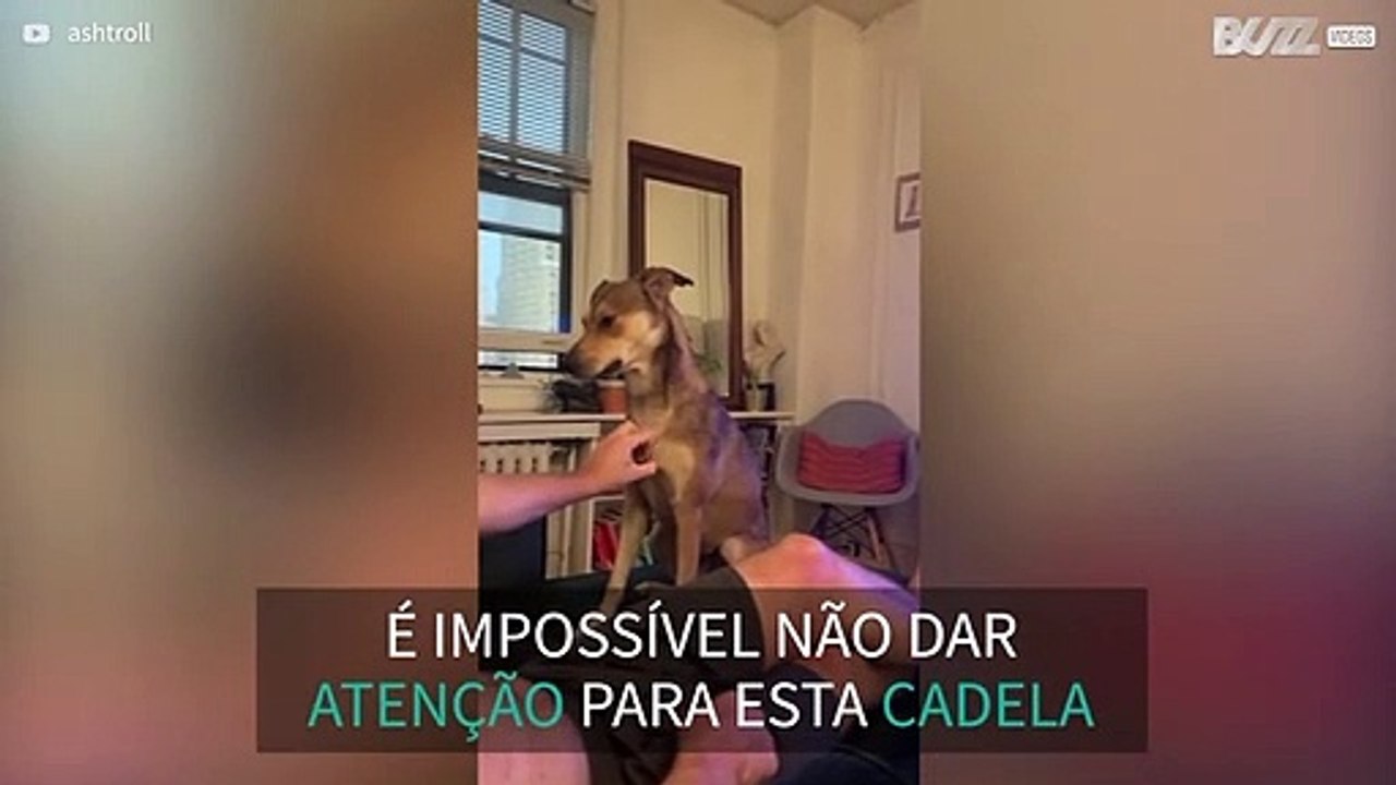 Cadela aprende a pedir carinhos ao seu dono 2