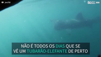 Mergulhador vê tubarão-elefante de perto 2