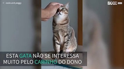 Gata parece não ligar muito às festinhas do dono