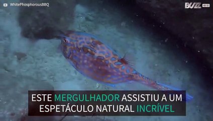 Impressionante: Peixe-vaca muda de cor! 2
