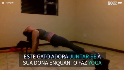 Gato adora interromper sessões de Yoga da dona