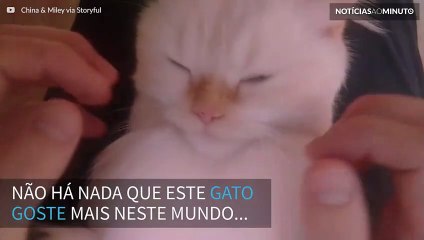 Gato relaxa profundamente ao receber massagem