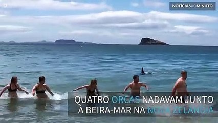 Banhistas fogem de quatro orcas que nadam à beira-mar