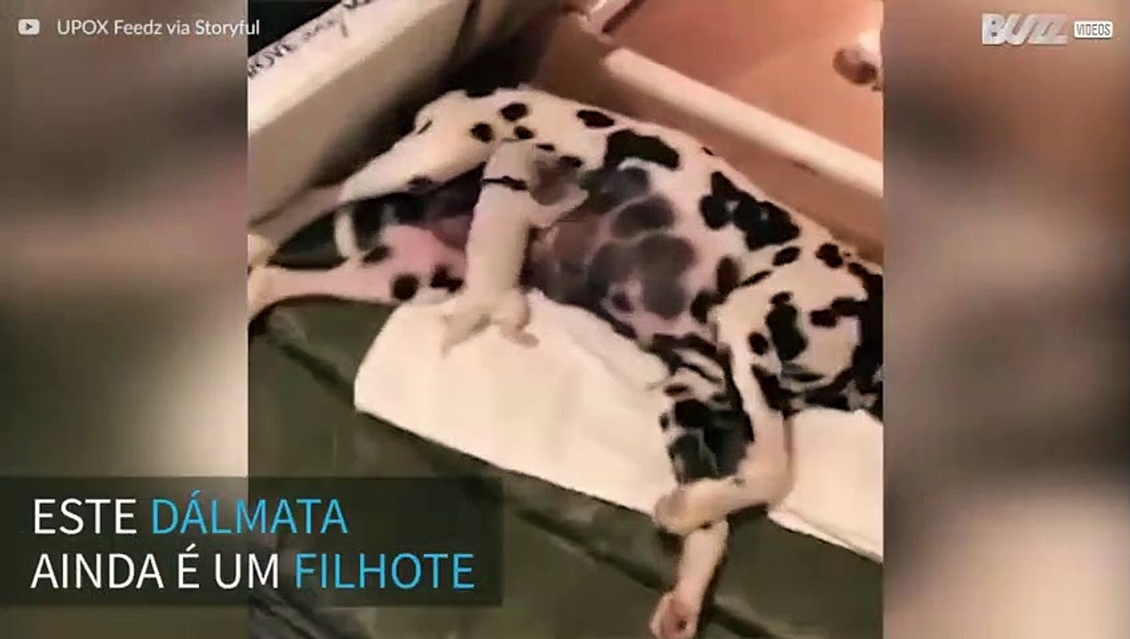 Conheça o cãozinho mais roqueiro de todos